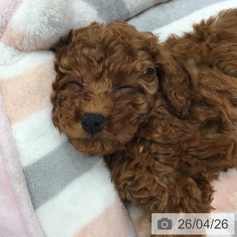 沖縄県のトイプードル(トイ) (ペットプラス 沖縄ライカム店/2026年2月18日生まれ/男の子/レッド)の子犬の3枚目の画像