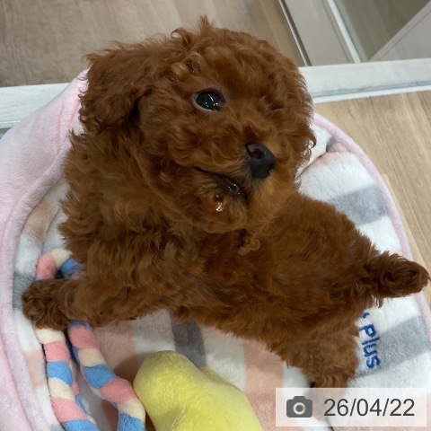 福岡県のトイプードル(トイ) (ペットプラス 八幡東店/2026年2月18日生まれ/女の子/レッド)の子犬の4枚目の画像