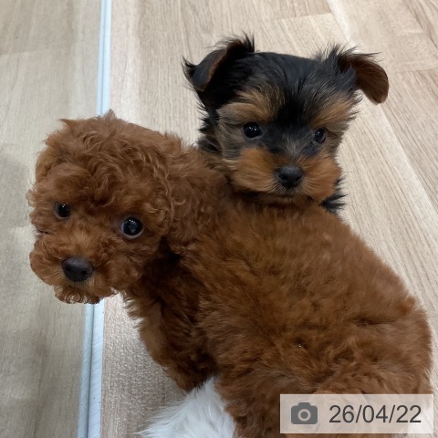 福岡県のトイプードル(トイ) (ペットプラス 八幡東店/2026年2月18日生まれ/女の子/レッド)の子犬の3枚目の画像