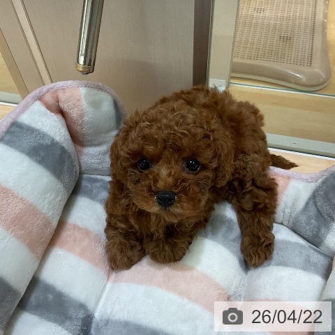 熊本県のトイプードル(トイ) (ペットプラス 熊本店/2026年2月18日生まれ/女の子/レッド)の子犬の4枚目の画像