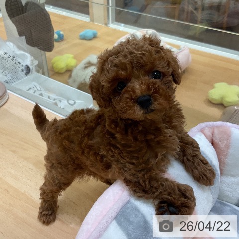 熊本県のトイプードル(トイ) (ペットプラス 熊本店/2026年2月18日生まれ/女の子/レッド)の子犬の3枚目の画像