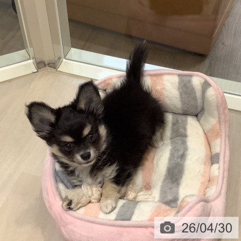 埼玉県のチワワ(ロング) (ペットプラス クレアモール川越店/2026年2月17日生まれ/男の子/ブラックタンホワイト)の子犬の4枚目の画像