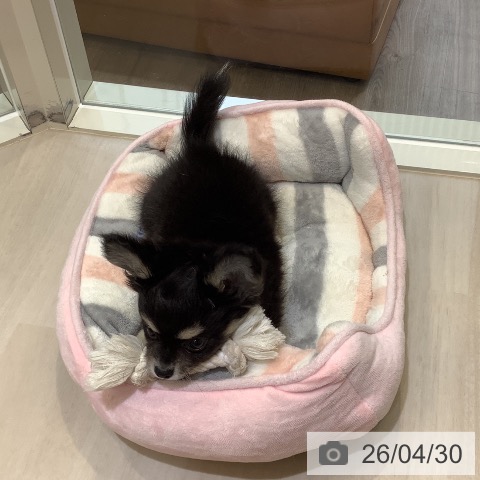 埼玉県のチワワ(ロング) (ペットプラス クレアモール川越店/2026年2月17日生まれ/男の子/ブラックタンホワイト)の子犬の3枚目の画像