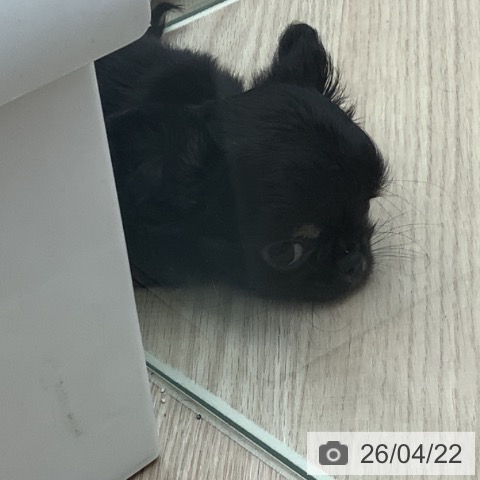 埼玉県のチワワ(ロング) (ペットプラス 川口店/2026年2月14日生まれ/男の子/ブラックタンホワイト)の子犬の4枚目の画像