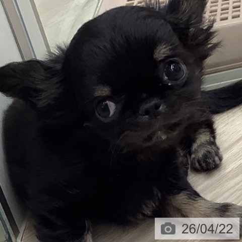 埼玉県のチワワ(ロング) (ペットプラス 川口店/2026年2月14日生まれ/男の子/ブラックタンホワイト)の子犬の3枚目の画像