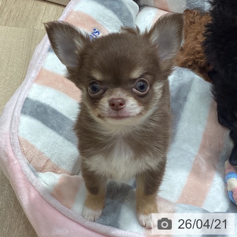 埼玉県のチワワ(ロング) (ペットプラス ピオニウォーク東松山店/2026年2月13日生まれ/男の子/チョコレートタンホワイト)の子犬の4枚目の画像