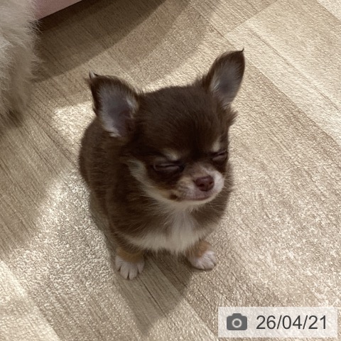 埼玉県のチワワ(ロング) (ペットプラス ピオニウォーク東松山店/2026年2月13日生まれ/男の子/チョコレートタンホワイト)の子犬の3枚目の画像