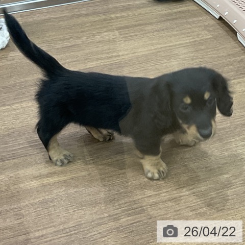 埼玉県のミニチュアダックスフンド(ロング) (ペッツワン 吉川美南店/2026年2月17日生まれ/男の子/ブラックタン)の子犬の4枚目の画像