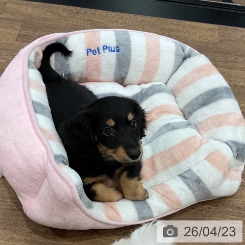 埼玉県のミニチュアダックスフンド(ロング) (ペッツワン 吉川美南店/2026年2月17日生まれ/男の子/ブラックタン)の子犬の3枚目の画像