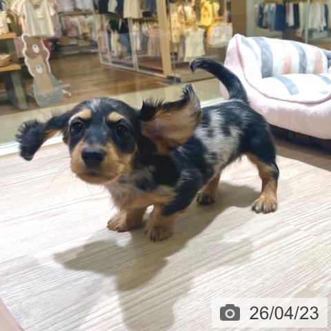 東京都のミニチュアダックスフンド(ロング) (ペットプラス 板橋店/2026年2月17日生まれ/女の子/シルバーダップル)の子犬の4枚目の画像