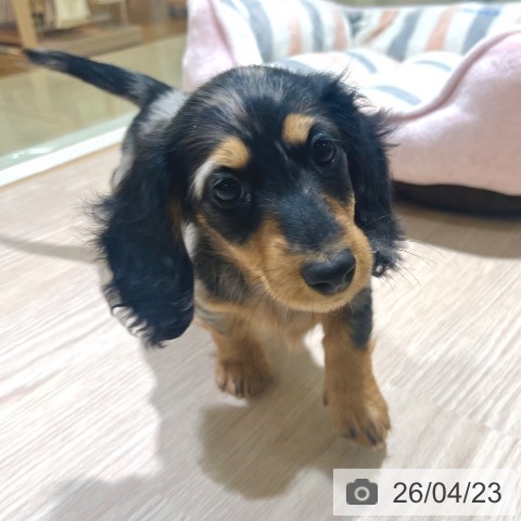 東京都のミニチュアダックスフンド(ロング) (ペットプラス 板橋店/2026年2月17日生まれ/女の子/シルバーダップル)の子犬の3枚目の画像