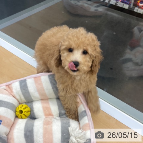 福岡県のトイプードル(トイ) (ペットプラス MARK IS 福岡ももち店/2026年2月16日生まれ/男の子/アプリコット)の子犬の4枚目の画像