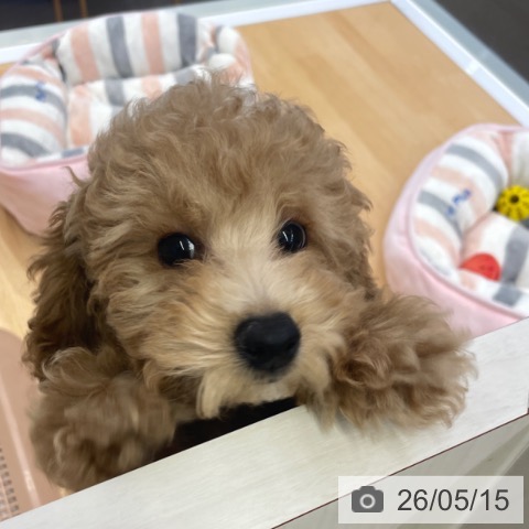 福岡県のトイプードル(トイ) (ペットプラス MARK IS 福岡ももち店/2026年2月16日生まれ/男の子/アプリコット)の子犬の3枚目の画像