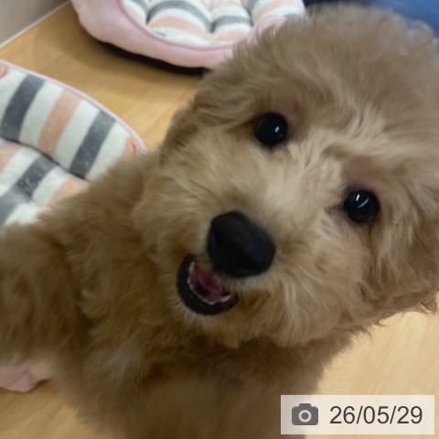 福岡県のトイプードル(トイ) (ペットプラス MARK IS 福岡ももち店/2026年2月16日生まれ/男の子/アプリコット)の子犬の3枚目の画像