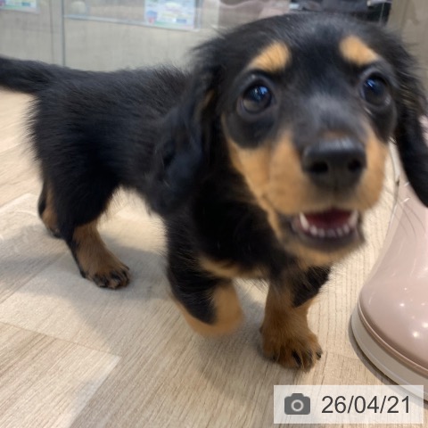 ミニチュア・ダックスフンドの写真