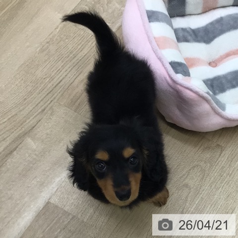 ミニチュア・ダックスフンドの写真