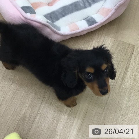 ミニチュア・ダックスフンドの写真