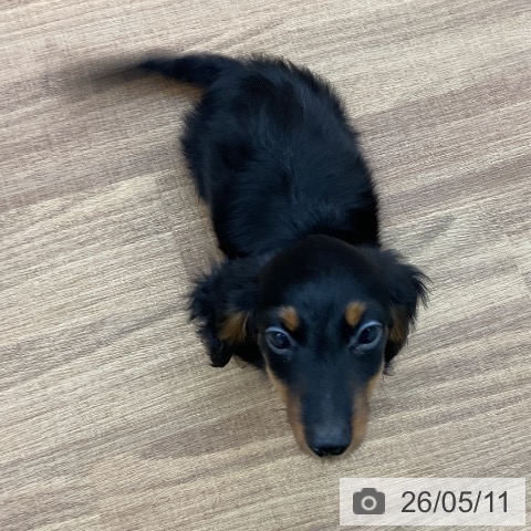 ミニチュア・ダックスフンドの写真