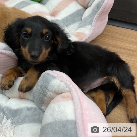 東京都のミニチュアダックスフンド(ロング) (ペッツワン 青梅インター店/2026年2月5日生まれ/男の子/ブラックタン)の子犬の4枚目の画像