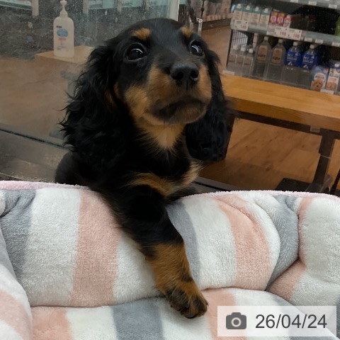 東京都のミニチュアダックスフンド(ロング) (ペッツワン 青梅インター店/2026年2月5日生まれ/男の子/ブラックタン)の子犬の3枚目の画像