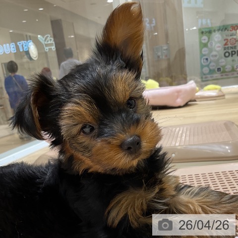 ヨークシャー・テリアの写真