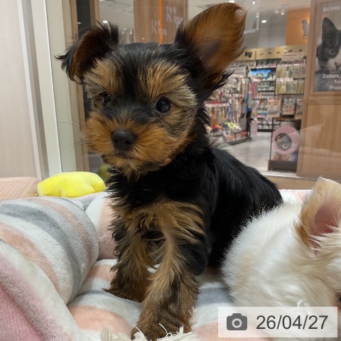 ヨークシャー・テリアの写真