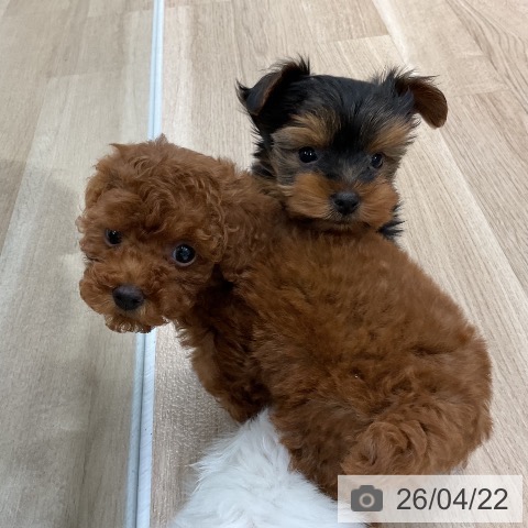 福岡県のヨークシャーテリア (ペットプラス 八幡東店/2026年2月18日生まれ/女の子/スチールブルータン)の子犬の4枚目の画像