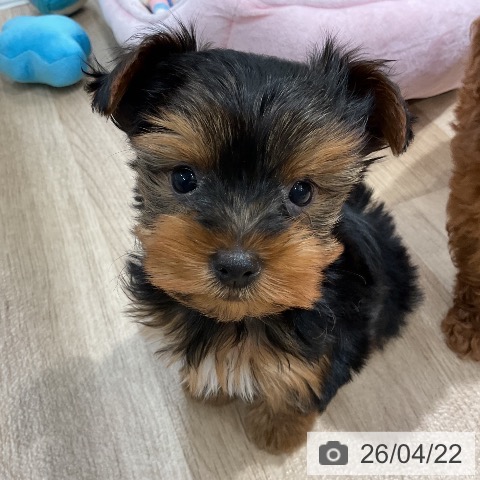 福岡県のヨークシャーテリア (ペットプラス 八幡東店/2026年2月18日生まれ/女の子/スチールブルータン)の子犬の3枚目の画像