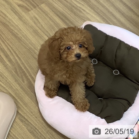 茨城県のトイプードル(トイ) (ペッツワン 阿見店/2026年2月18日生まれ/男の子/レッド)の子犬の3枚目の画像