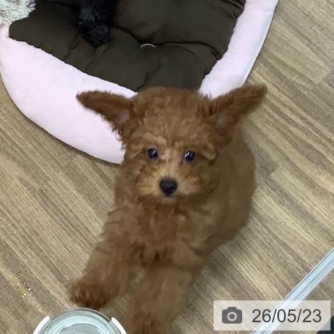 茨城県のトイプードル(トイ) (ペッツワン 阿見店/2026年2月18日生まれ/男の子/レッド)の子犬の4枚目の画像