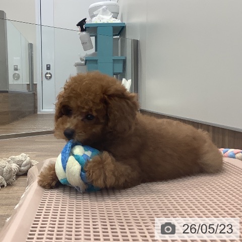 茨城県のトイプードル(トイ) (ペッツワン 阿見店/2026年2月18日生まれ/男の子/レッド)の子犬の3枚目の画像