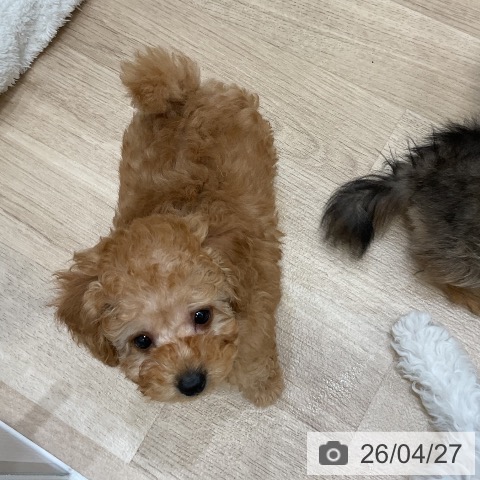 トイ・プードルの写真