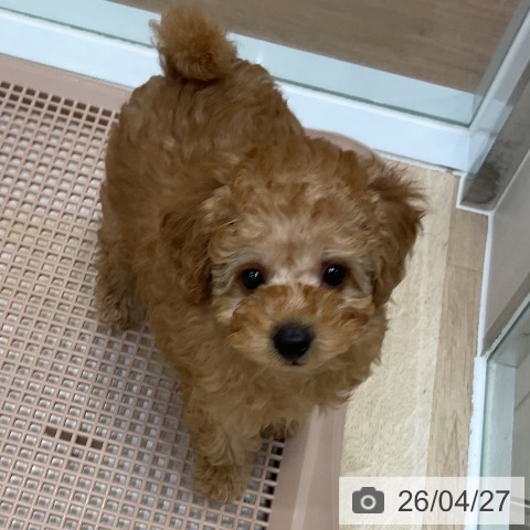 トイ・プードルの写真