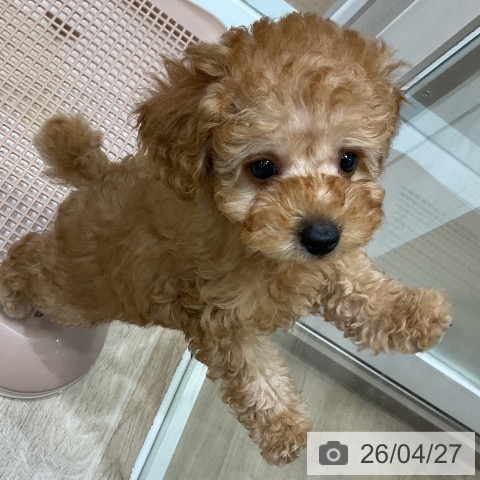 トイ・プードルの写真