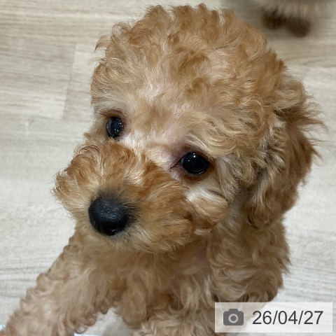 トイ・プードルの写真