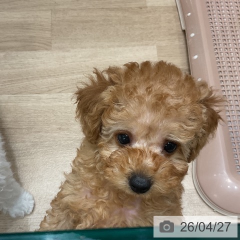 トイ・プードルの写真