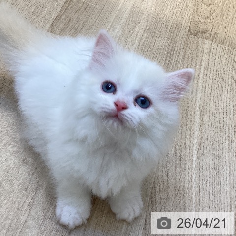 マンチカンの写真