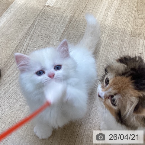 マンチカンの写真