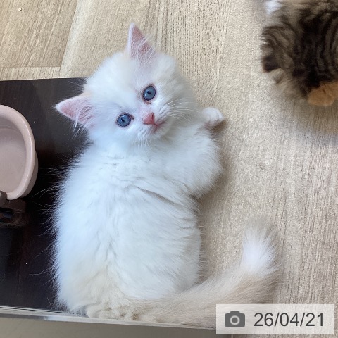 マンチカンの写真