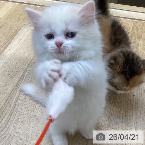 マンチカンの写真