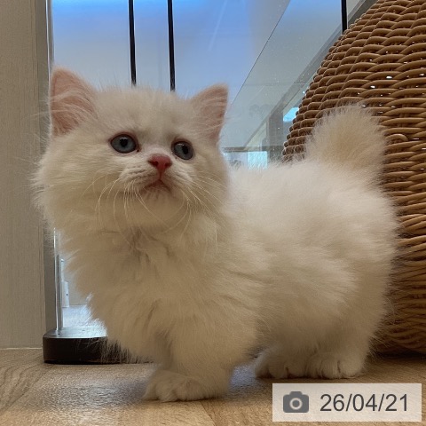 マンチカンの写真