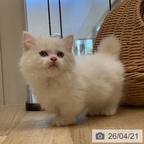 マンチカンの写真