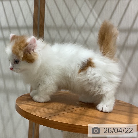 福岡県のマンチカン (ペットプラス 八幡東店/2026年2月17日生まれ/男の子/レッドタビーホワイト)の子猫の4枚目の画像