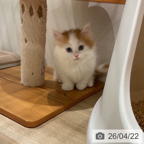 福岡県のマンチカン (ペットプラス 八幡東店/2026年2月17日生まれ/男の子/レッドタビーホワイト)の子猫の3枚目の画像