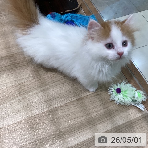福岡県のマンチカン (ペットプラス 八幡東店/2026年2月17日生まれ/男の子/レッドタビーホワイト)の子猫の3枚目の画像