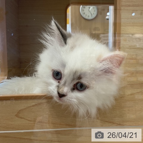 マンチカンの写真