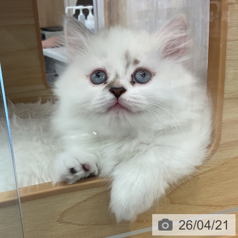 マンチカンの写真