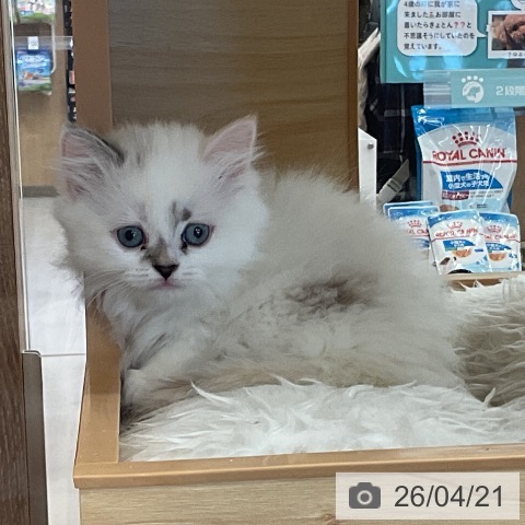 マンチカンの写真