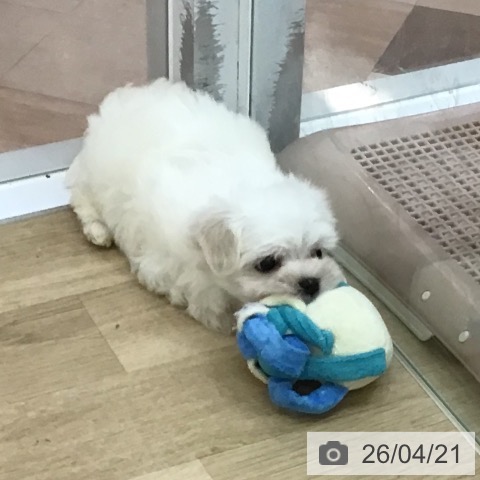 マルチーズの写真