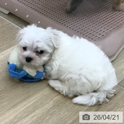 マルチーズの写真